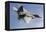 A U.S. Air Force F-22 Raptor Makes a Fast Flyby-Stocktrek Images-Framed Premier Image Canvas