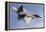 A U.S. Air Force F-22 Raptor Makes a Fast Flyby-Stocktrek Images-Framed Premier Image Canvas