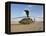 A UH-60 Black Hawk Helicopter at Camp Speicher, Iraq-null-Framed Premier Image Canvas