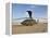 A UH-60 Black Hawk Helicopter at Camp Speicher, Iraq-null-Framed Premier Image Canvas