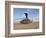 A UH-60 Black Hawk Helicopter at Camp Speicher, Iraq-null-Framed Photographic Print