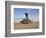 A UH-60 Black Hawk Helicopter at Camp Speicher, Iraq-null-Framed Photographic Print