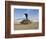 A UH-60 Black Hawk Helicopter at Camp Speicher, Iraq-null-Framed Photographic Print