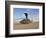 A UH-60 Black Hawk Helicopter at Camp Speicher, Iraq-null-Framed Photographic Print