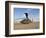 A UH-60 Black Hawk Helicopter at Camp Speicher, Iraq-null-Framed Photographic Print