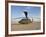A UH-60 Black Hawk Helicopter at Camp Speicher, Iraq-null-Framed Photographic Print