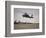 A UH-60 Black Hawk Taking Off for a Mission over Northern Iraq-null-Framed Photographic Print