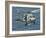 A US Navy SH-60F Seahawk Flying Off the Coast of Pakistan-Stocktrek Images-Framed Photographic Print