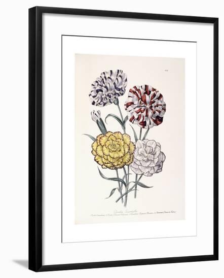 A Variety of Carnations-Jane W^ Loudon-Framed Giclee Print