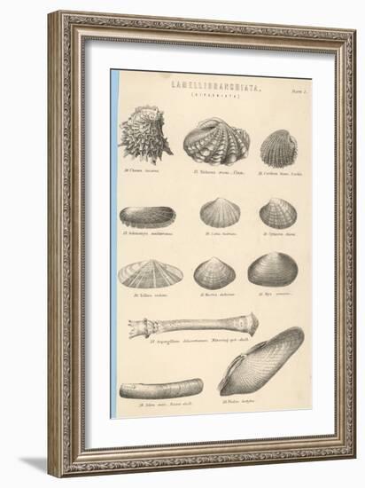 A Variety of Sea Shells Including Clams, Cockles, Razor-Clams and Mussels-null-Framed Art Print