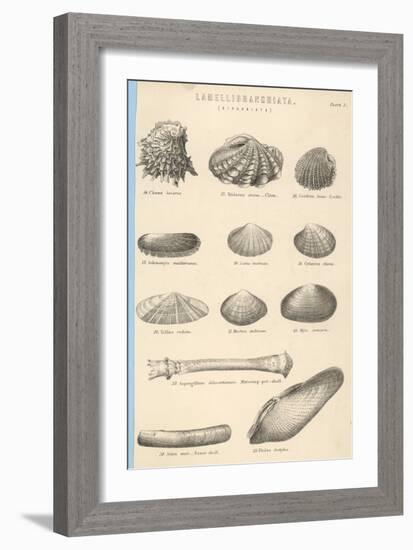 A Variety of Sea Shells Including Clams, Cockles, Razor-Clams and Mussels-null-Framed Art Print