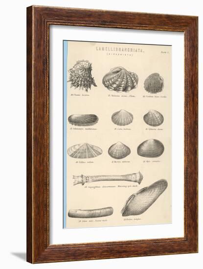 A Variety of Sea Shells Including Clams, Cockles, Razor-Clams and Mussels-null-Framed Art Print