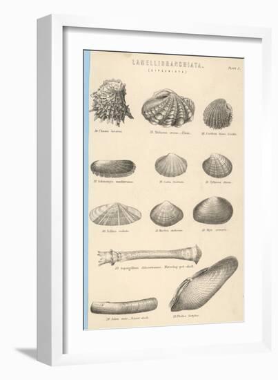 A Variety of Sea Shells Including Clams, Cockles, Razor-Clams and Mussels-null-Framed Art Print