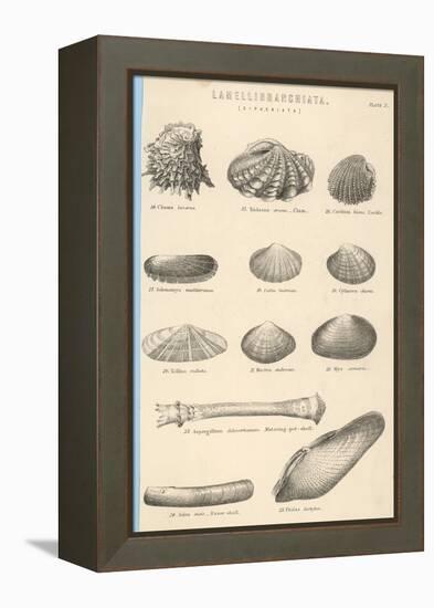 A Variety of Sea Shells Including Clams, Cockles, Razor-Clams and Mussels-null-Framed Stretched Canvas