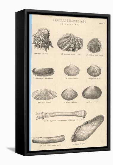 A Variety of Sea Shells Including Clams, Cockles, Razor-Clams and Mussels-null-Framed Stretched Canvas