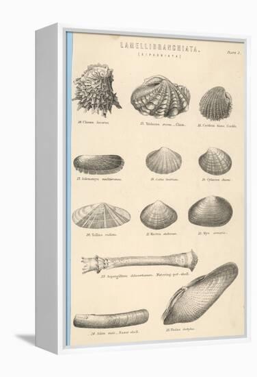 A Variety of Sea Shells Including Clams, Cockles, Razor-Clams and Mussels-null-Framed Stretched Canvas