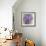 A Varity of Lilacs-Joanne Porter-Framed Giclee Print displayed on a wall