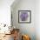 A Varity of Lilacs-Joanne Porter-Framed Giclee Print displayed on a wall