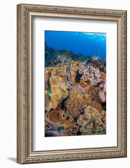 A venomous Banded sea krait swimming over a coral reef-David Fleetham-Framed Photographic Print