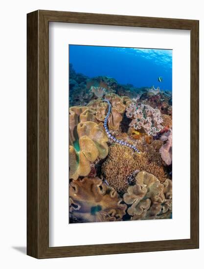 A venomous Banded sea krait swimming over a coral reef-David Fleetham-Framed Photographic Print