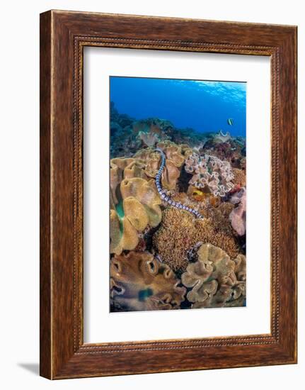 A venomous Banded sea krait swimming over a coral reef-David Fleetham-Framed Photographic Print