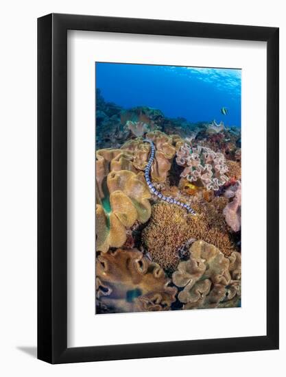 A venomous Banded sea krait swimming over a coral reef-David Fleetham-Framed Photographic Print