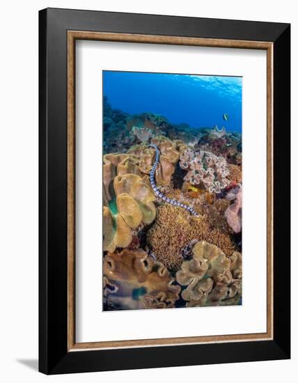 A venomous Banded sea krait swimming over a coral reef-David Fleetham-Framed Photographic Print