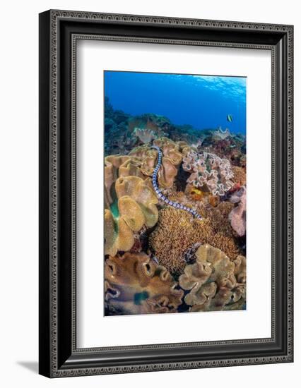 A venomous Banded sea krait swimming over a coral reef-David Fleetham-Framed Photographic Print