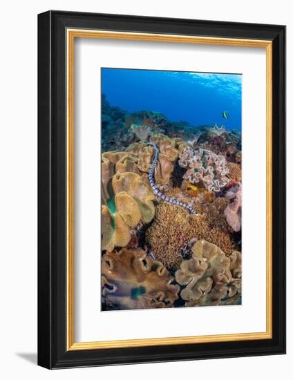 A venomous Banded sea krait swimming over a coral reef-David Fleetham-Framed Photographic Print