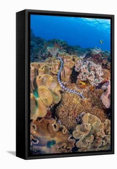 A venomous Banded sea krait swimming over a coral reef-David Fleetham-Framed Premier Image Canvas