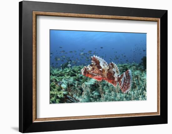 A Venomous Scorpionfish on a Coral Reef in Komodo National Park, Indonesia-Stocktrek Images-Framed Photographic Print