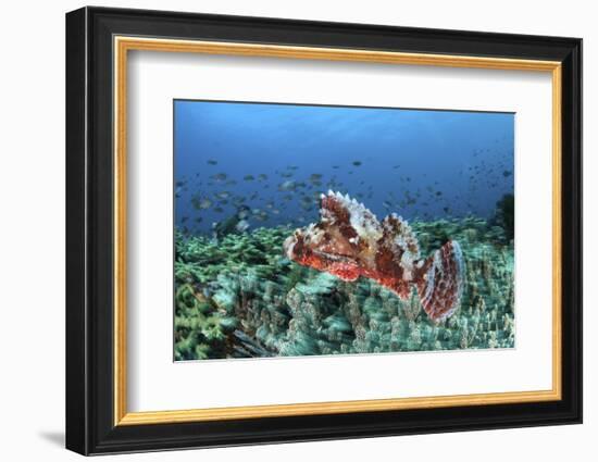 A Venomous Scorpionfish on a Coral Reef in Komodo National Park, Indonesia-Stocktrek Images-Framed Photographic Print