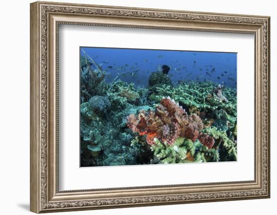 A Venomous Scorpionfish on a Coral Reef in Komodo National Park, Indonesia-Stocktrek Images-Framed Photographic Print