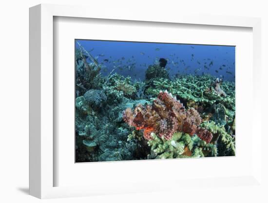 A Venomous Scorpionfish on a Coral Reef in Komodo National Park, Indonesia-Stocktrek Images-Framed Photographic Print