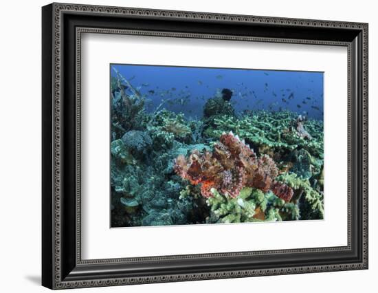 A Venomous Scorpionfish on a Coral Reef in Komodo National Park, Indonesia-Stocktrek Images-Framed Photographic Print