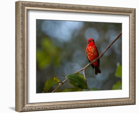 A Vermilion Flycatcher, Pyrocephalus Rubinus-Alex Saberi-Framed Photographic Print