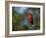 A Vermilion Flycatcher, Pyrocephalus Rubinus-Alex Saberi-Framed Photographic Print