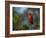 A Vermilion Flycatcher, Pyrocephalus Rubinus-Alex Saberi-Framed Photographic Print