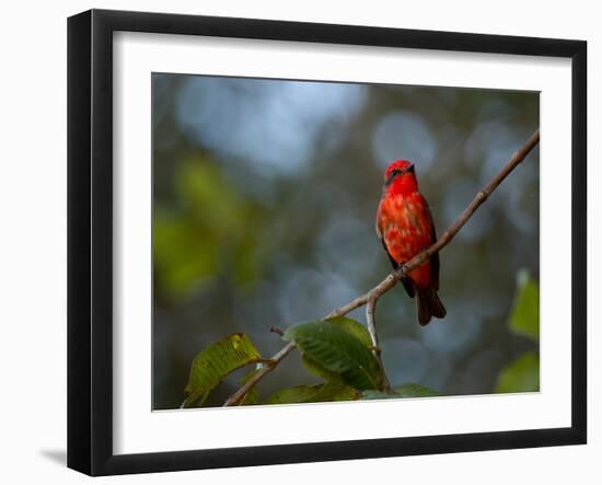 A Vermilion Flycatcher, Pyrocephalus Rubinus-Alex Saberi-Framed Photographic Print