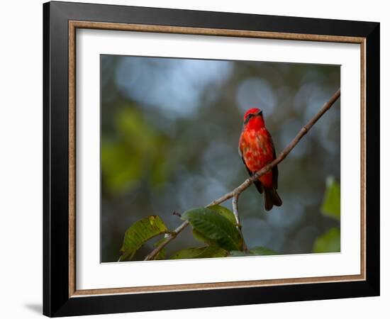 A Vermilion Flycatcher, Pyrocephalus Rubinus-Alex Saberi-Framed Photographic Print