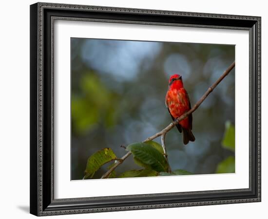 A Vermilion Flycatcher, Pyrocephalus Rubinus-Alex Saberi-Framed Photographic Print