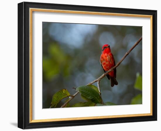 A Vermilion Flycatcher, Pyrocephalus Rubinus-Alex Saberi-Framed Photographic Print