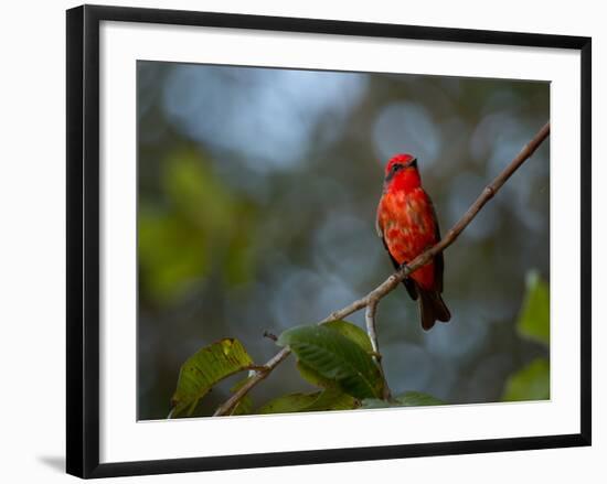 A Vermilion Flycatcher, Pyrocephalus Rubinus-Alex Saberi-Framed Photographic Print