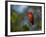 A Vermilion Flycatcher, Pyrocephalus Rubinus-Alex Saberi-Framed Photographic Print