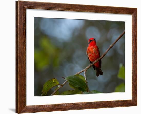 A Vermilion Flycatcher, Pyrocephalus Rubinus-Alex Saberi-Framed Photographic Print