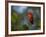 A Vermilion Flycatcher, Pyrocephalus Rubinus-Alex Saberi-Framed Photographic Print