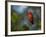 A Vermilion Flycatcher, Pyrocephalus Rubinus-Alex Saberi-Framed Photographic Print