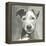 A Very Neutral Modern Dog VI-null-Framed Stretched Canvas