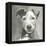 A Very Neutral Modern Dog VI-null-Framed Stretched Canvas