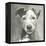 A Very Neutral Modern Dog VI-null-Framed Stretched Canvas